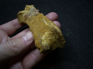 Spinosaurus Fingerknochen