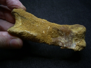 Spinosaurus Fingerknochen