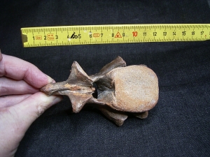 Carcharodontosaurus Wirbel