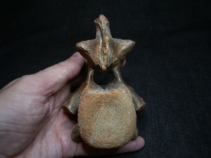 Carcharodontosaurus Wirbel