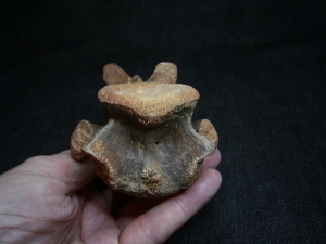 Carcharodontosaurus Wirbel