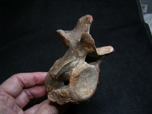 Carcharodontosaurus Wirbel