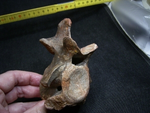 Carcharodontosaurus Wirbel