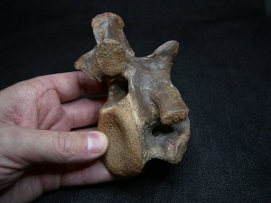 Carcharodontosaurus Wirbel