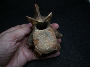 Carcharodontosaurus Wirbel