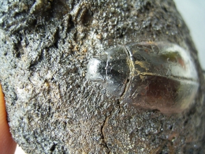 Wasserkäfer aus Teergrube