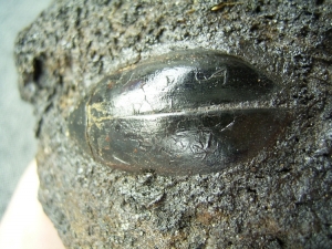 Wasserkäfer aus Teergrube