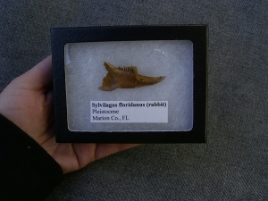 Kiefer von Sylvilagus floridanus