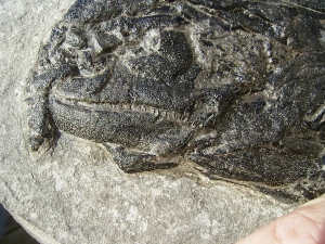 Cheirolepis - rare devonian fish