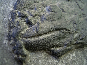 Cheirolepis - rare devonian fish
