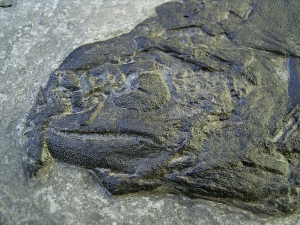 Cheirolepis - rare devonian fish