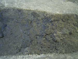 Cheirolepis - rare devonian fish