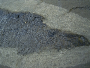 Cheirolepis - rare devonian fish