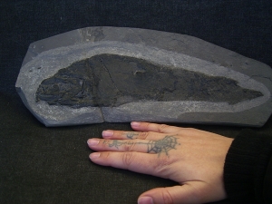 Cheirolepis - rare devonian fish