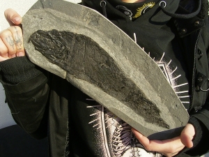 Cheirolepis - rare devonian fish