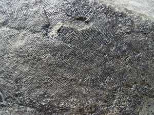 Cheirolepis - rare devonian fish