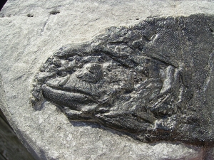 Cheirolepis - rare devonian fish