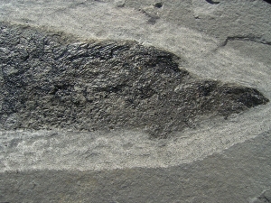 Cheirolepis - rare devonian fish