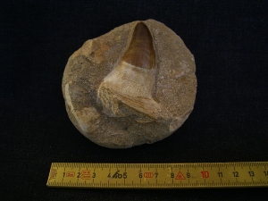 Mosasaurus Kieferstück mit Zahn