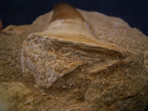 Mosasaurus Kieferstück mit Zahn