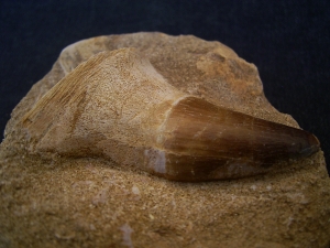 Mosasaurus Kieferstück mit Zahn