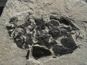 Coccosteus - Devon Panzerfisch