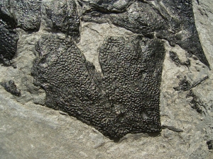Coccosteus - Devon Panzerfisch