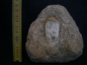 Globidens Zahn mit Wurzel