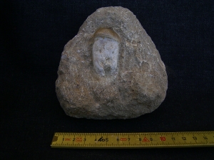 Globidens Zahn mit Wurzel