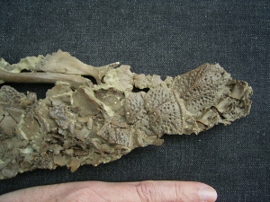 Krokodil Diplocynodon
