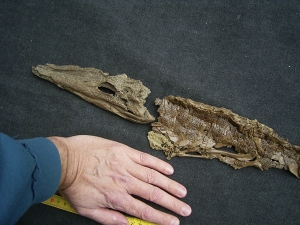 Krokodil Diplocynodon