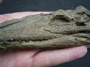 Krokodil Diplocynodon