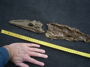 Krokodil Diplocynodon