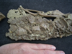 Crocodile Diplocynodon