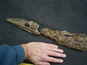 Crocodile Diplocynodon