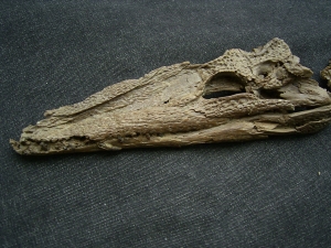 Crocodile Diplocynodon