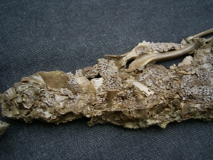 Crocodile Diplocynodon