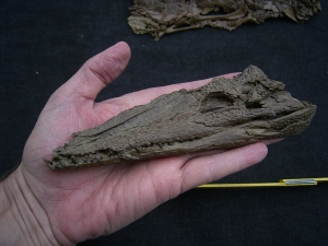 Crocodile Diplocynodon