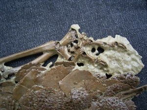 Crocodile Diplocynodon