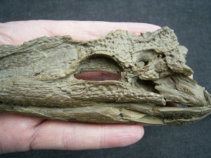Crocodile Diplocynodon