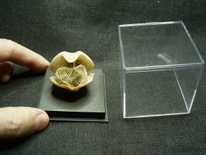 Brachiopode mit Armgerüst