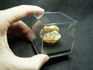 Brachiopode mit Armgerüst