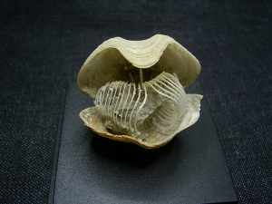 Brachiopode mit Armgerüst