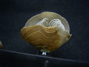 Brachiopode mit Armgerüst