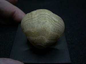 Brachiopode mit Armgerüst