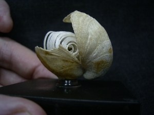 Brachiopode mit Armgerüst