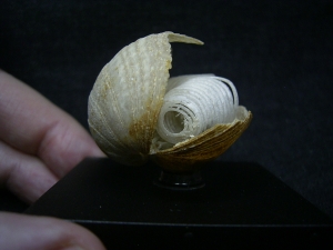 Brachiopode mit Armgerüst