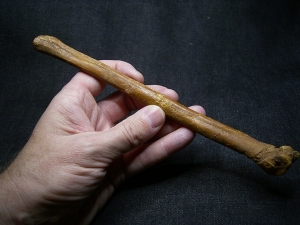 Flugsaurier Mittelhand-Knochen