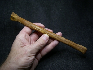 Flugsaurier Mittelhand-Knochen