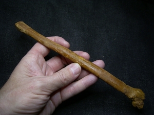 Flugsaurier Mittelhand-Knochen